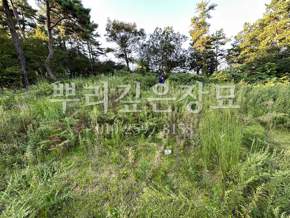 벌초 작업전 작업 사진 · 뿌리깊은장묘