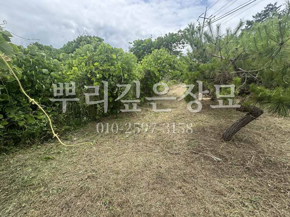 벌초 작업완료 작업 사진 · 뿌리깊은장묘