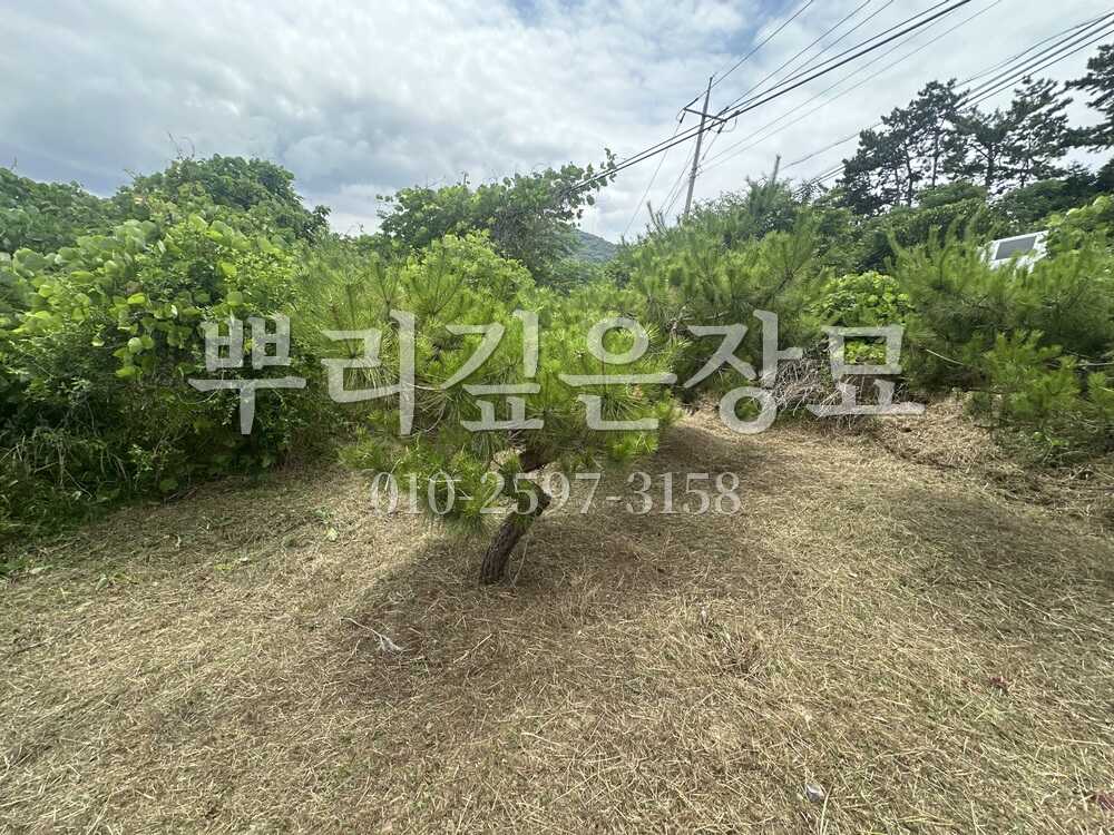 벌초 작업완료 작업 사진 · 뿌리깊은장묘