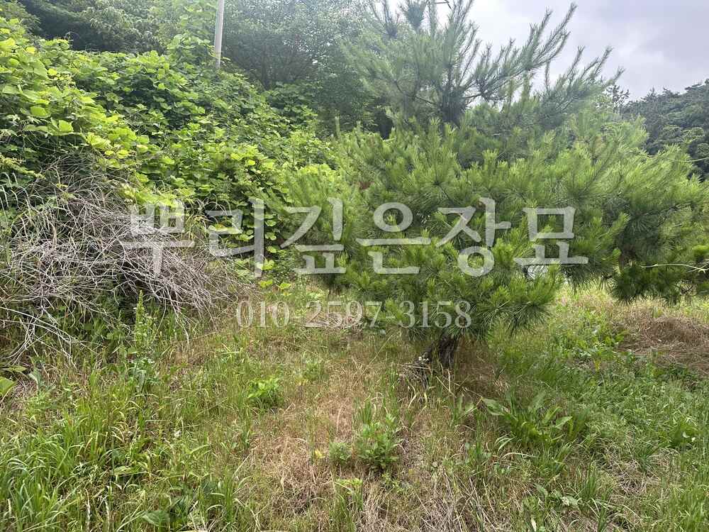 벌초 작업전 작업 사진 · 뿌리깊은장묘