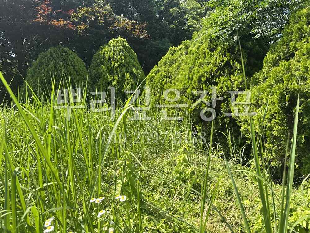 벌초 작업전 작업 사진 · 뿌리깊은장묘