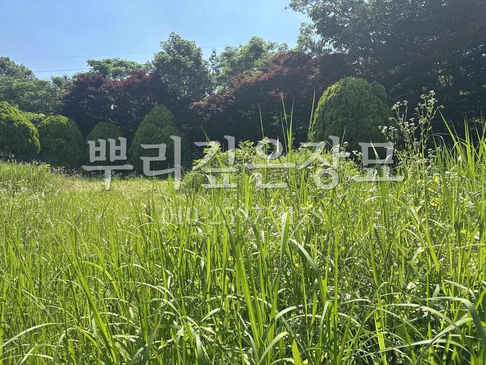 벌초 작업전 작업 사진 · 뿌리깊은장묘