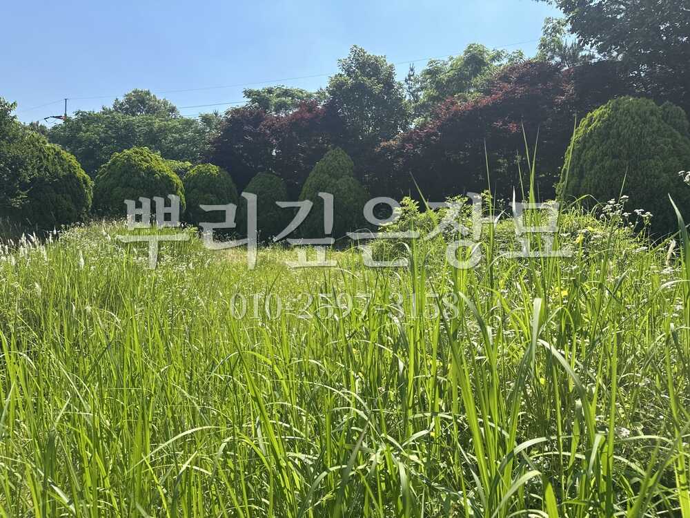 벌초 작업전 작업 사진 · 뿌리깊은장묘