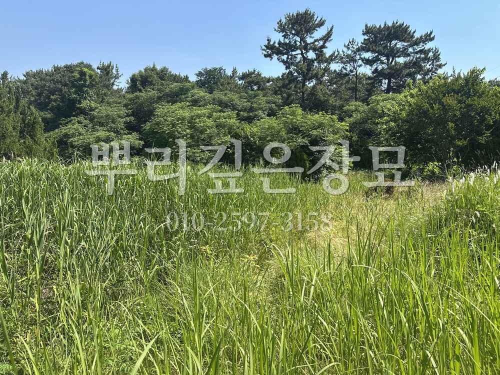 벌초 작업전 작업 사진 · 뿌리깊은장묘