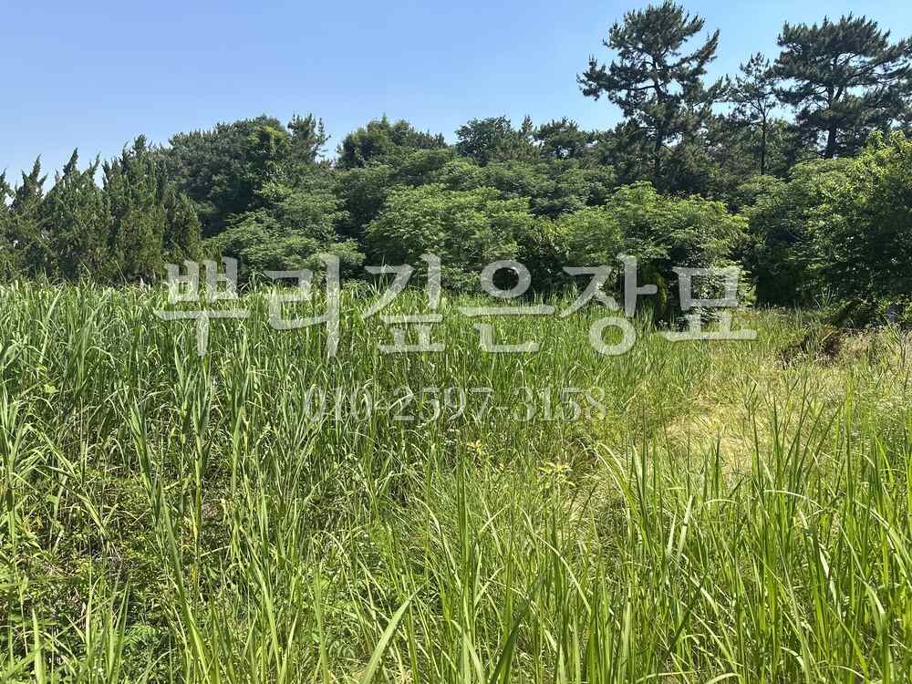 벌초 작업전 작업 사진 · 뿌리깊은장묘