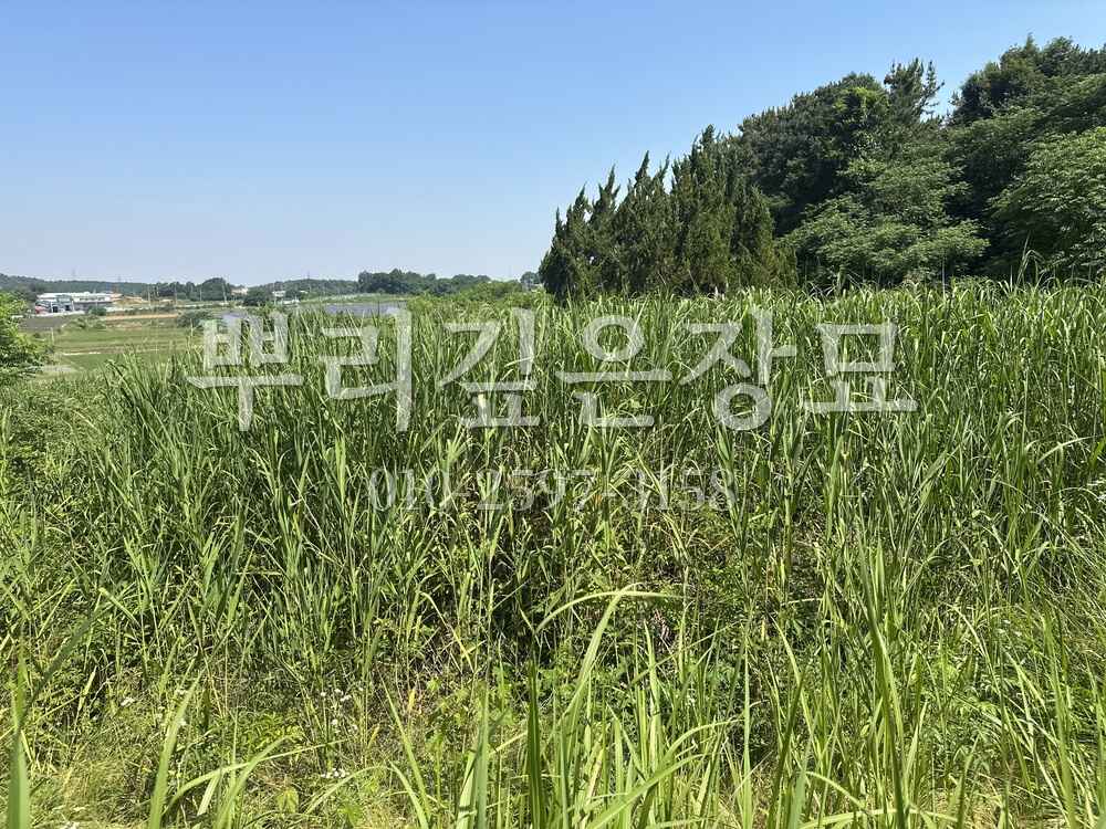 벌초 묘역전경 작업 사진 · 뿌리깊은장묘