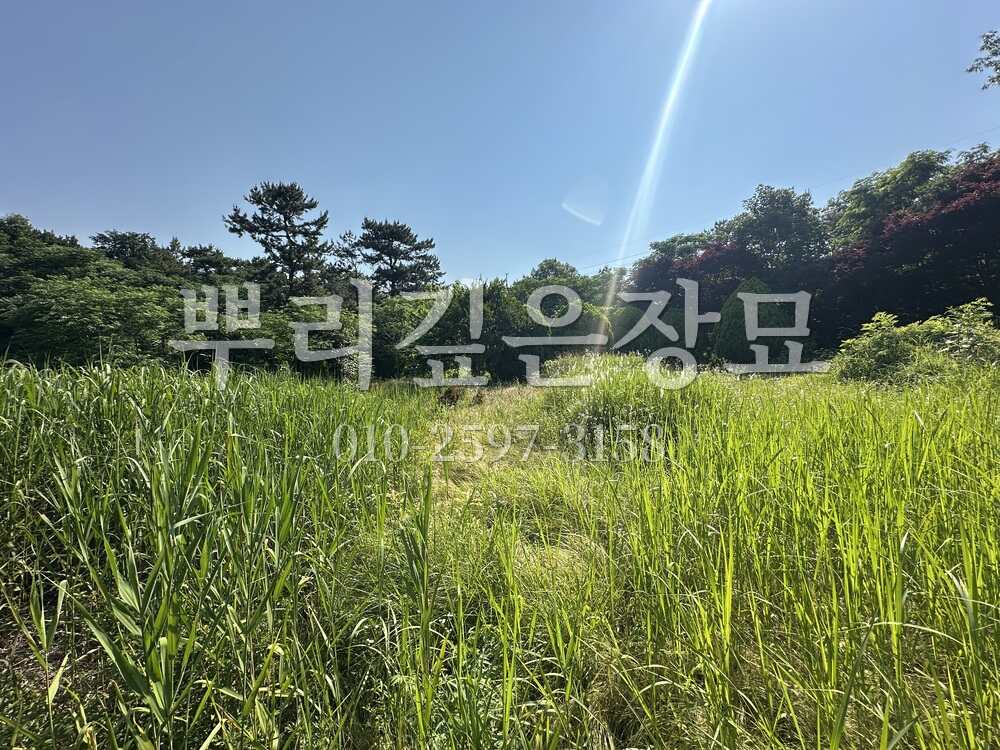 벌초 작업전 작업 사진 · 뿌리깊은장묘