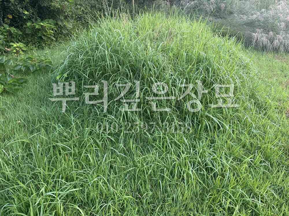 묘지이장 현장전경 작업 사진 · 뿌리깊은장묘